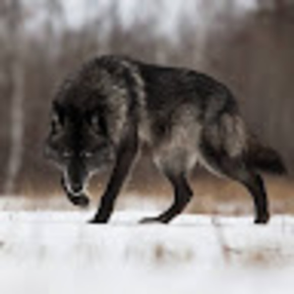 wolf1_360